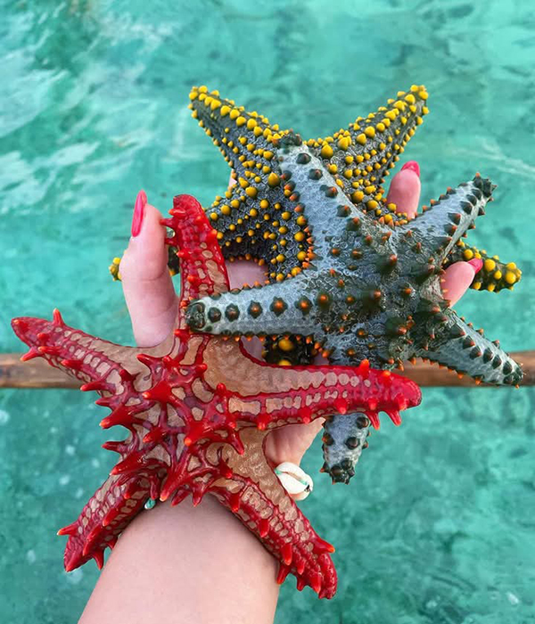 Star fish