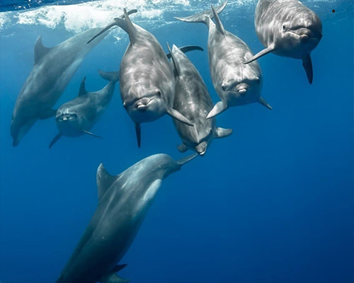 Dolphin tour